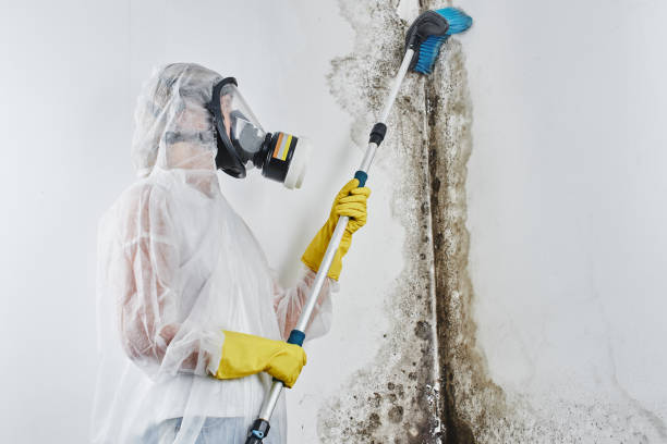 Best Mold Testing and Inspection Services in Park Ridge, NJ