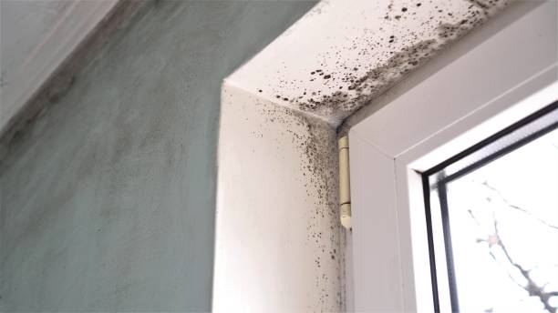 Best Kitchen Mold Remediation in Park Ridge, NJ