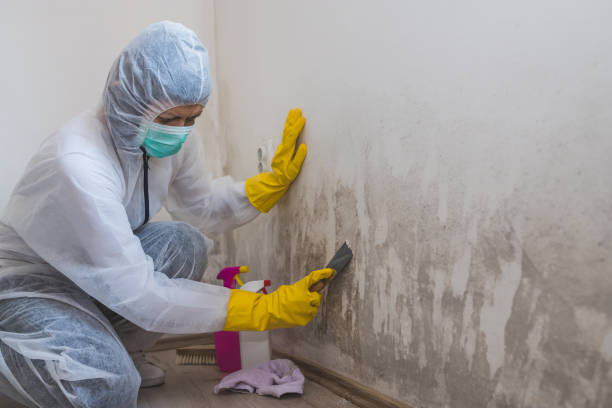 Trusted Park Ridge, NJ Mold Remediation Experts