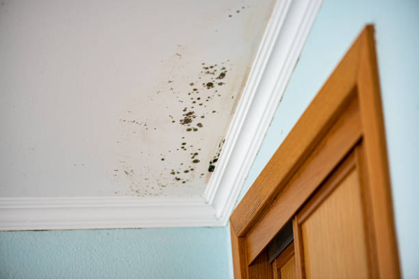 Best DIY Mold Remediation Support Services in Park Ridge, NJ